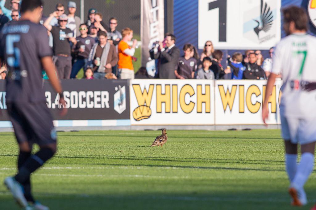 The Good Luck Duck (Photo: Minnesota United FC)